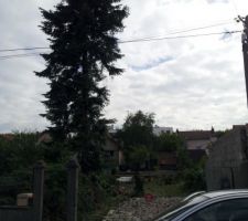 Les plus haut des arbres abattu