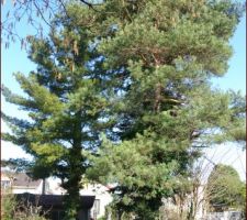 Arbres &agrave; abattre