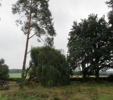 Notre terrain avec le grand sapin