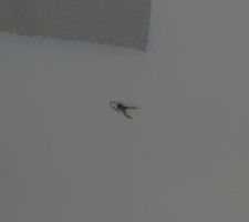 Un des premiers habitants de la maison... vite rejoint par de nombreux papillons de nuit