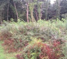 Ma for&ecirc;t euh mon terrain ^^