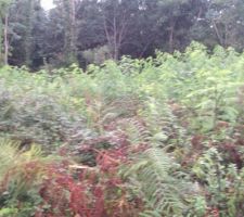 Offre pousse d'acacias nombre quasi illimit&eacute;s n'h&eacute;sitez pas c'est de bon coeur !!