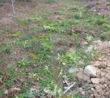 Petit aperçu de rejets d'ailantes glanduleux à supprimer.