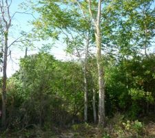 Haie d'ailantes glanduleux