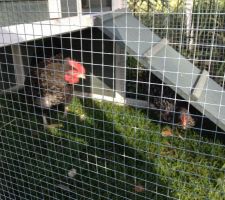 Margueritte et sucre d orge les nouvelles locataires