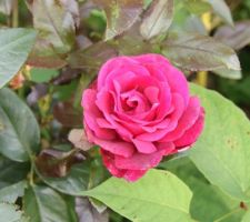 1ère rose de notre jardin: " Commandant Cousteau"