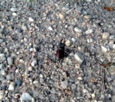 Un colloc du terrain