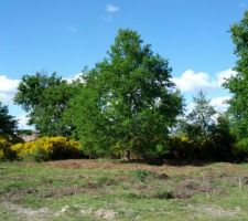 Le terrain d&eacute;broussaill&eacute;