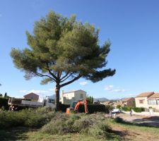 Elagage du Pin après