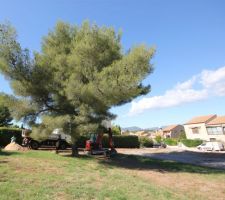 Elagage du Pin avant