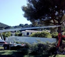Elagage de l'Eucalyptus en mode acrobatique