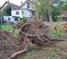 Arbre déraciné