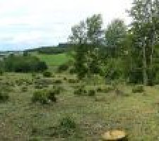 Le terrain un peu nettoyé, on voit bien le nombre de souches