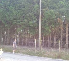 Le cot&eacute; route du terrain avec la haie a refaire.
