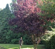 Un &eacute;rable qui n'est pas taill&eacute; harmonieusement, il est compl&eacute;tement d&eacute;garni sur la droite (qu'on ne voit pas)