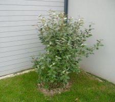 09 2013 elaeagnus ebbingei