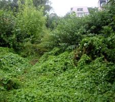 Avant le d&eacute;brousaillage