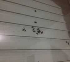 La fenêtre de la chambre parentale ... Chaque \"tache\" noire est un amas de mouches ...