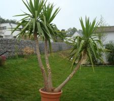 Yucca avant plantation...il est devenu trop grand pour le rentrer en hiver alors, pas le choix, on doit le planter en pleine terre!