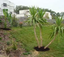 Bananier et Yucca en place, va falloir bien les couvrir pour nos rudes hivers alsaciens