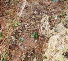 L&agrave; on ne voit pas bien le b&eacute;ton qui a &eacute;t&eacute; coul&eacute; dans notre terrain car il est recouvert de v&eacute;g&eacute;tation et nous &eacute;tions mal outill&eacute;s pour nettoyer