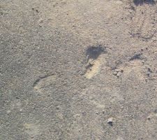 Dégradations sur trottoir suite livraison