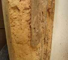 Attaque d'insectes sur le parquet