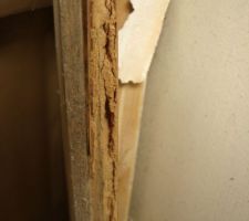 Attaque de xylophages.