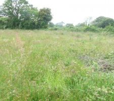 Avant d&eacute;broussaillage