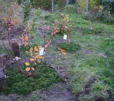 Plantation haie vive (cotinus)