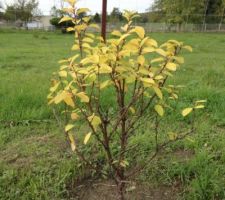 Prunus tometosa, cerisier à fleur