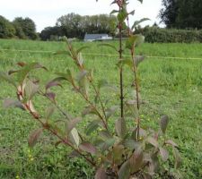 Viburnum bodnentense, fleurit en hiver (fleurs roses, j'ai ai mis 3 dans la haie