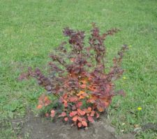 Berberis pourpre qui commence à prendre ses couleurs d'automne, celle-ci est plantée en décalé