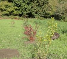 Au 1er plan troene panaché, puis berberis et viburnum cascade