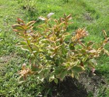 Weigelia panachée nana variegata