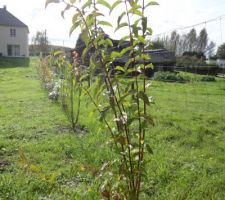 Deutzia pride of rochester (atteint   de 2 m)