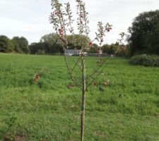 Malus Eleyi, pommier à fleurs pourpre, produit des fleurs roses au printemps et des petite pommes décoratives rouge profond en automne.