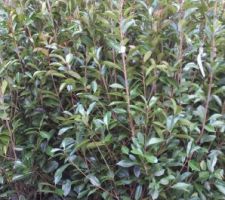 Photinia 175-200