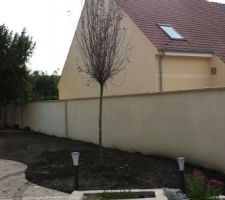 Prunus livré et planté par la pépinière Le Plessis Luzarches