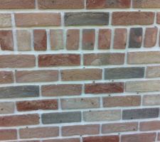 Invasion d?araignées...