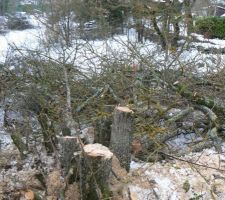 Abattage des arbres
