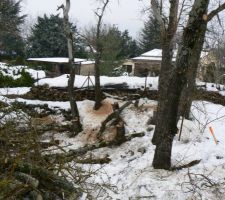Abattage des arbres