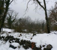 Abattage des arbres