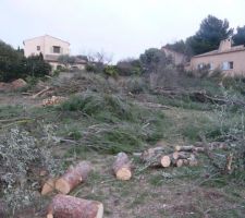 Le terrain après 1 journée de tronçonneuse