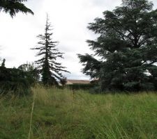 Vue nord avec le cèdre bleu à droite et un bout du cèdre vert à gauche, et un sapin moribond au centre