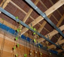 Chantier abandonné maison ça pousse