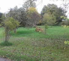 Face au terrain (côté Sud-Ouest)