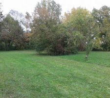 Au milieu du terrain : un noisetier qui devra &ecirc;tre retir&eacute;