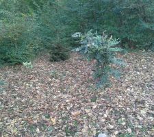 Sapin de noel, mahonia, houx, etc, c'est le massif automne et ses vivaces non caduques.