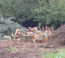 Les restes du grand sapin. --== R.I.P. ==--